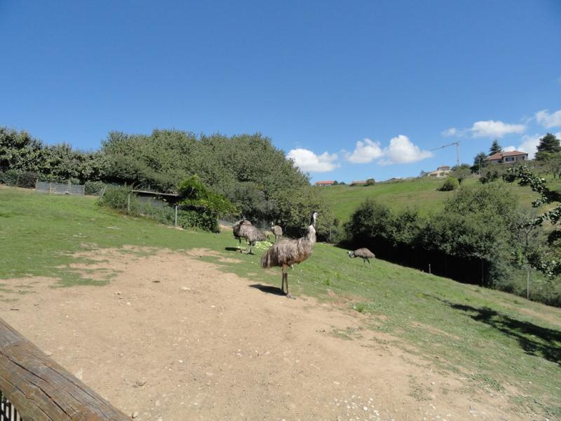 Emeu - Lama