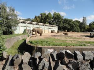 Eléphant d'Asie