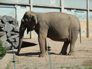 Eléphant d'Asie