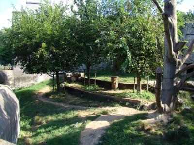 Ours à lunettes - 2010