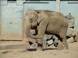 Eléphant d'Asie