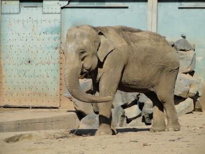 Eléphant d'Asie - 2010