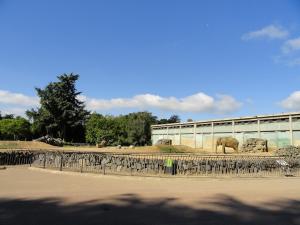 Eléphant d'Asie