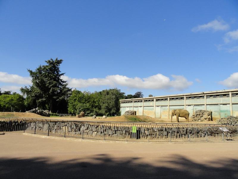Eléphant d'Asie
