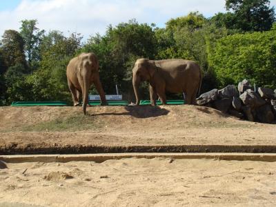 Eléphant d'Asie - 2010