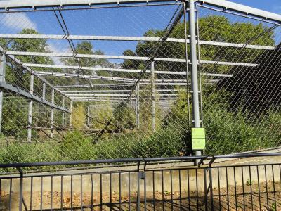 Panthère de l'Amour - 2010