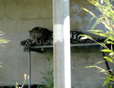 Panthère de l'Amour - 2010