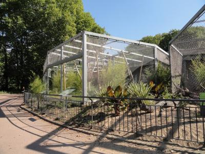 Gibbon à favoris blancs - 2010