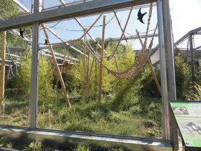 Gibbon à favoris blancs - 2010