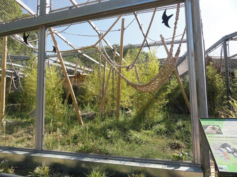 Gibbon à favoris blancs
