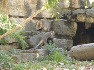 Coati roux