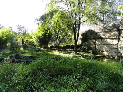 Tigre du Bengale - 2010