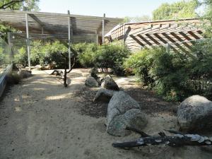Tortue radiée