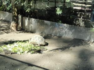 Tortue radiée