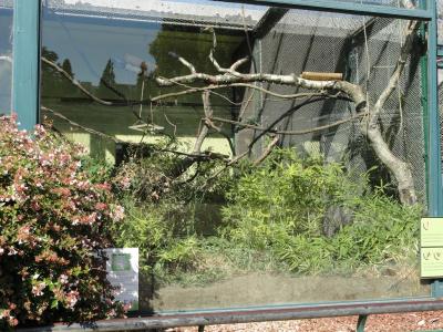 Tamarin labié - 2010