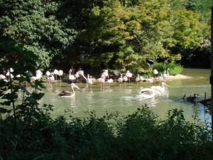 Flamant rose