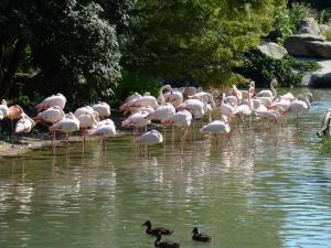 Flamant rose