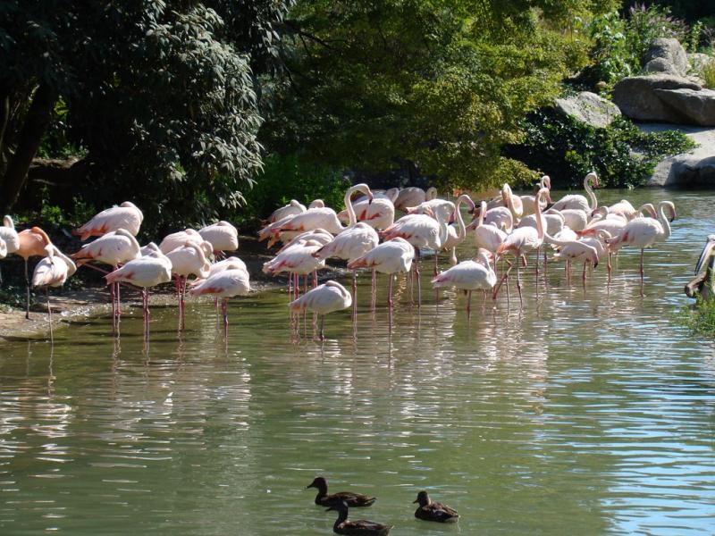 Flamant rose