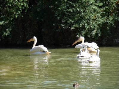 Pélican blanc - 2010