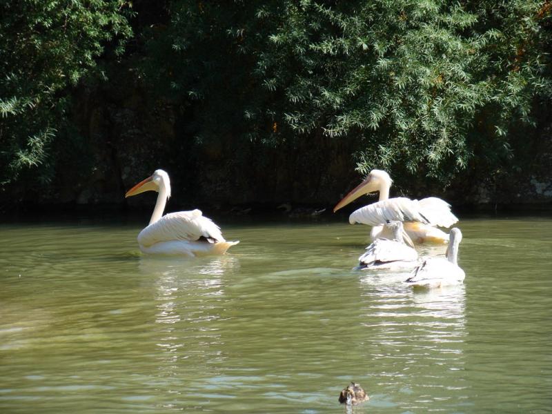 Pélican blanc