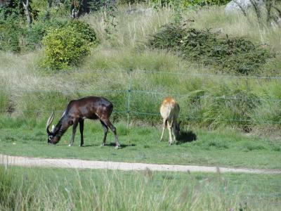 Cobe de Mrs Gray - 2010