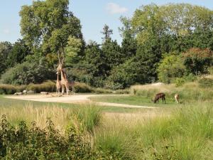 Plaine africaine