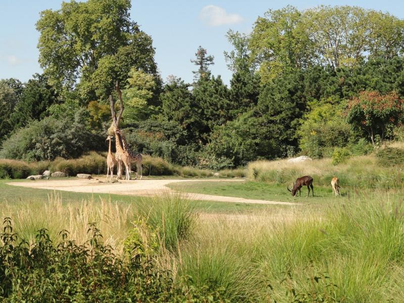 Plaine africaine