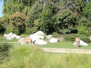 Eland du Cap