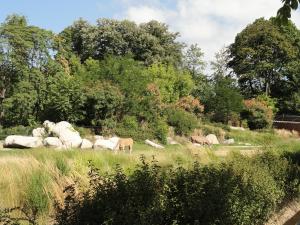 Eland du Cap