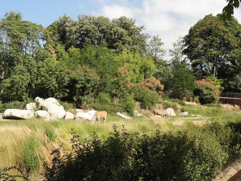 Eland du Cap
