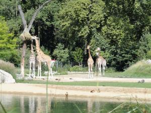 Girafe