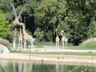 Girafe - 2010