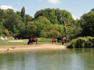 Watusi