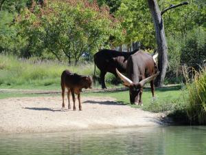 Watusi