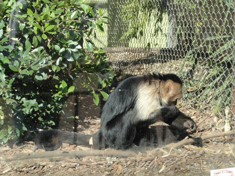 Cercopithéque de l' Hoest