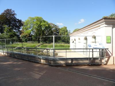 Crocodile du Nil - 2010