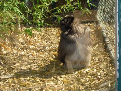 Gibbon de Müller - 2010