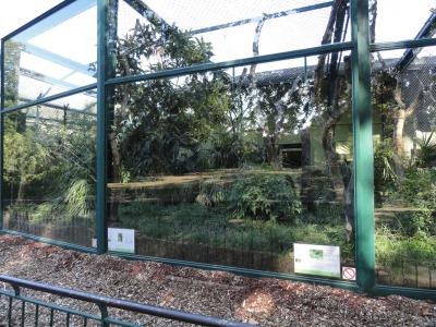 Lémur à ventre roux - 2010