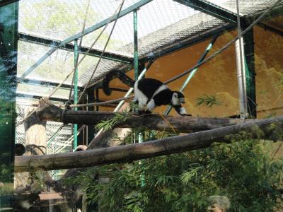 Vari à ceinture blanche - 2010