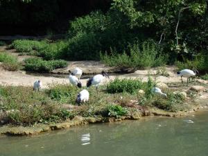 Ibis sacré