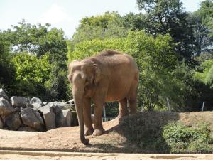 Eléphant d'Asie