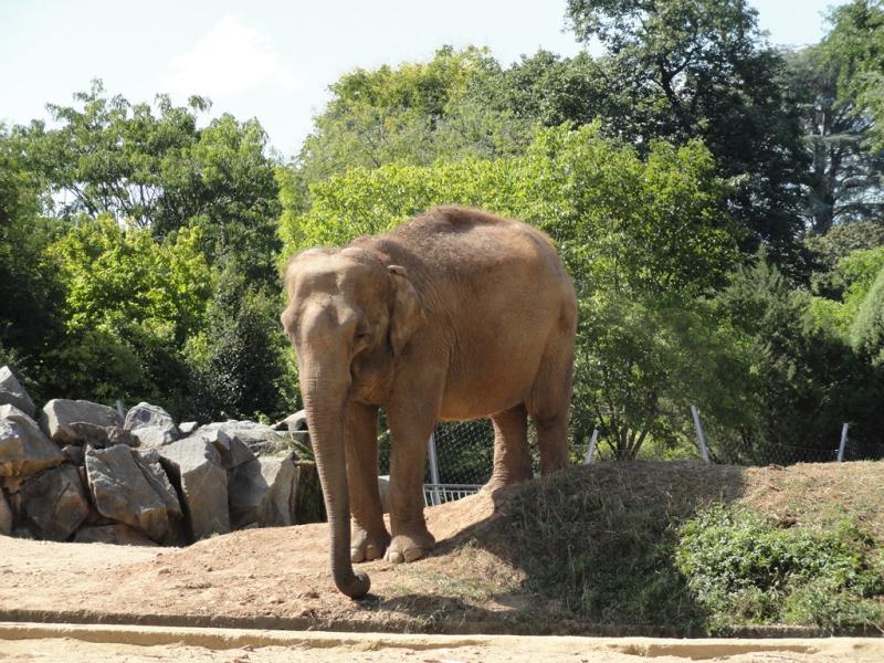 Eléphant d'Asie