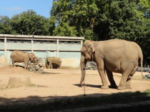 Eléphant d'Asie