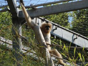 Gibbon à favoris blancs