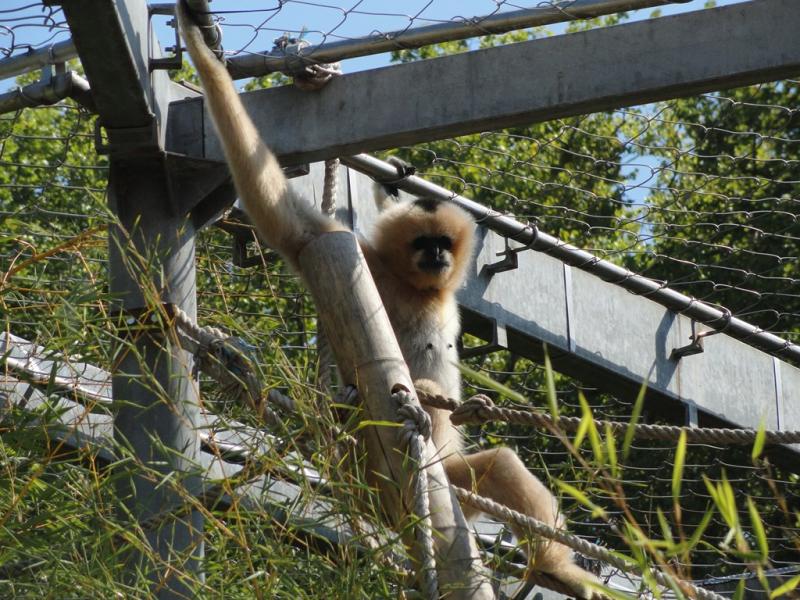 Gibbon à favoris blancs