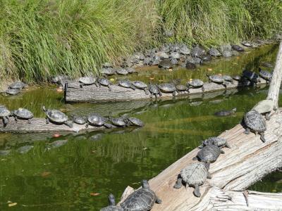 Tortue de Floride - 2010