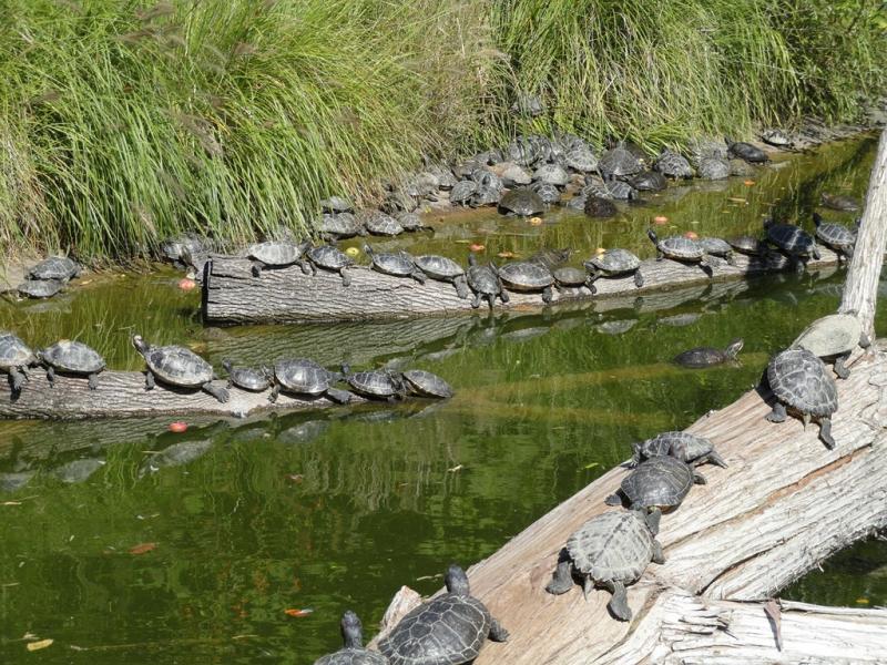 Tortue de Floride