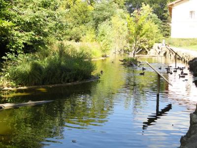 Tortue de Floride - 2010