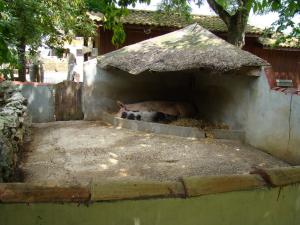 Cochon