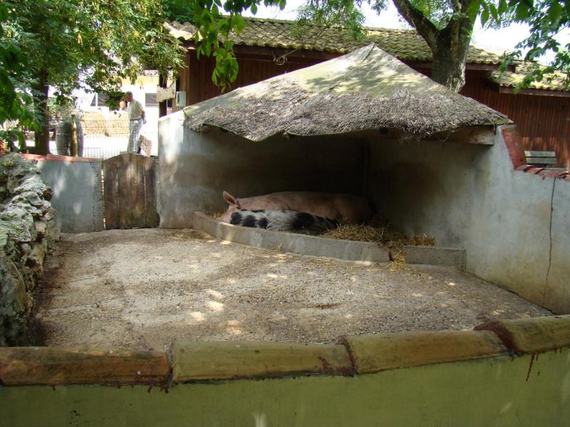 Cochon